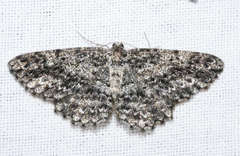Thallogama nigraria