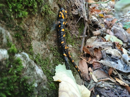 Fire Salamander