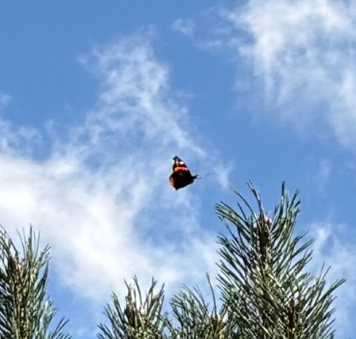 Red Admiral