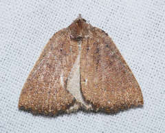 Authaemon stenonipha