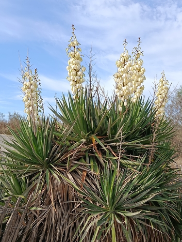 moundlily yucca