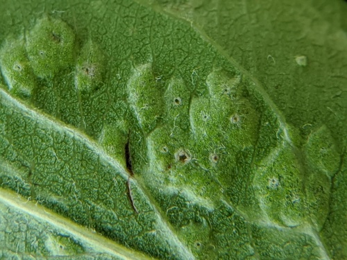 Pearleaf Blister Mite