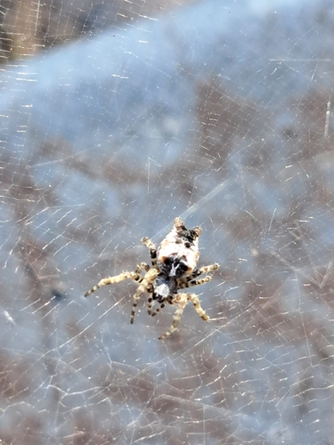Tropical Tent-web Spider