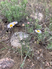 Erigeron tracyi