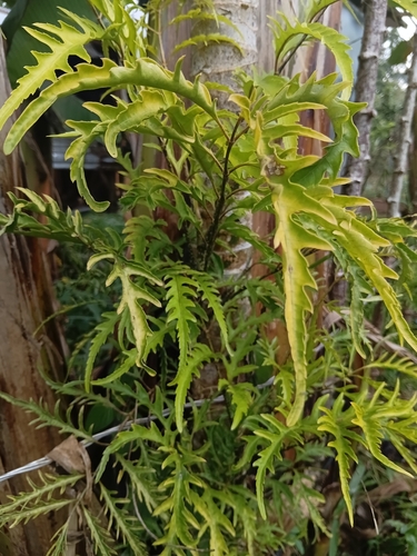 Polyscias fruticosa observed 2026-09-28