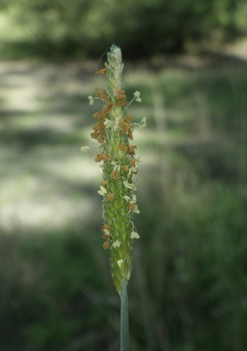 short-awn foxtail