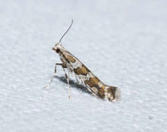 Acrocercops irrorata