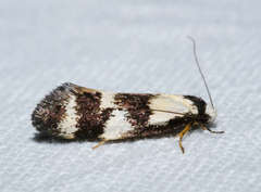 Cosmaresta archedora