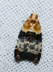 Authomaema pentacosma