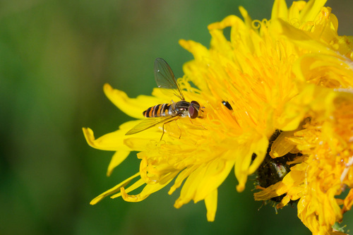 Marmalade Hover Fly
