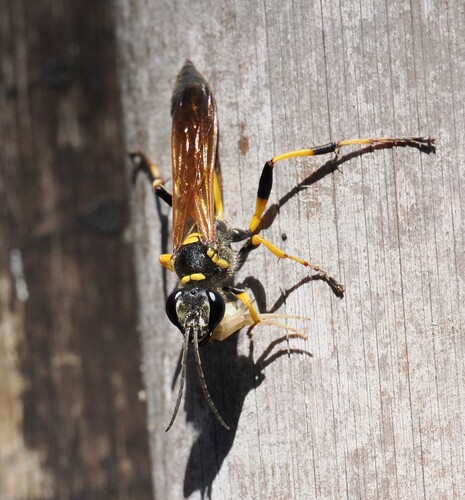 Sceliphron madraspatanum tubifex