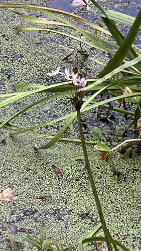 Наблюдение на iNaturalist