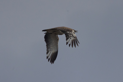 iNaturalist image
