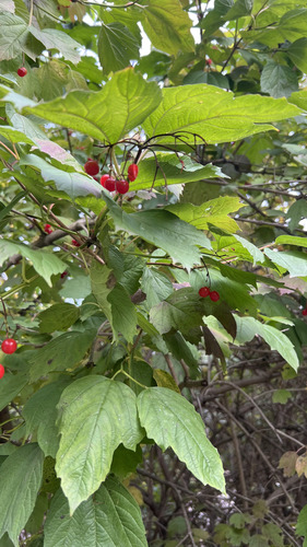 Наблюдение на iNaturalist