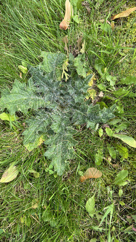 Наблюдение на iNaturalist