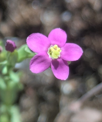 Schenkia australis observed 2026-09-27