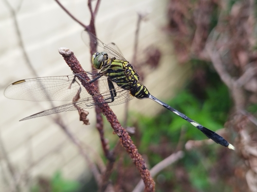 Slender Skimmer
