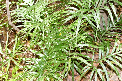 Pteris umbrosa observed 2026-09-28
