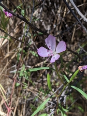 Clarkia bottae