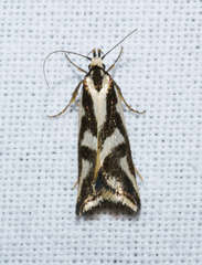 Epithymema incomposita