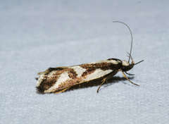 Epithymema incomposita