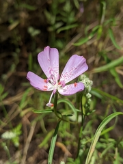 Clarkia bottae
