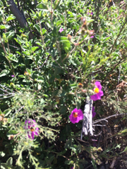 Cistus