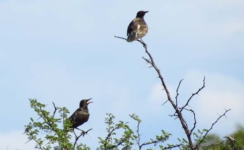 iNaturalist image
