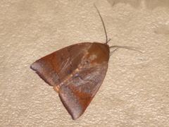 Carea unipunctata