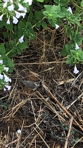 Eurasian Hummingbird Hawkmoth