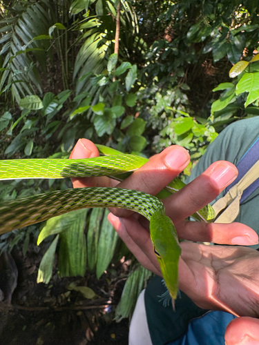 Long-nosed Whipsnake