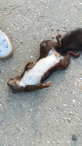 Eurasian Red Squirrel