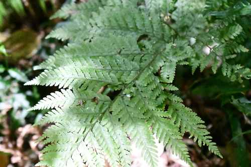 Parapolystichum microsorum observed 2026-09-28