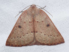 Androchela milvaria