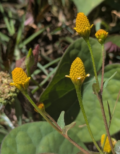 Acmella uliginosa observed 2026-09-27