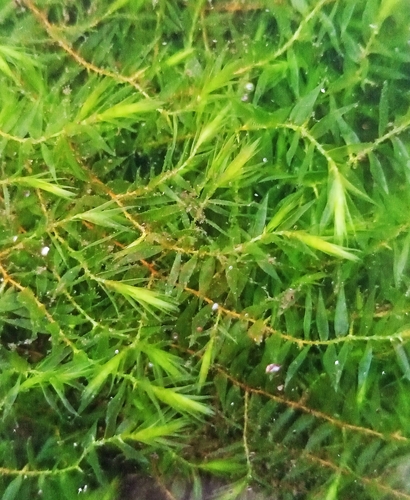 Fontinalis hypnoides observed 2026-09-25