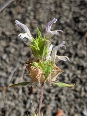 Acanthomintha lanceolata