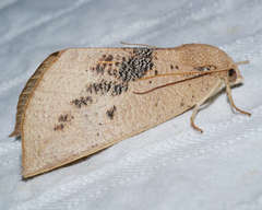 Mnesampela heliochrysa