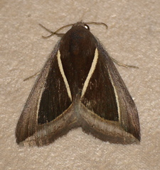 Chalciope alcyona