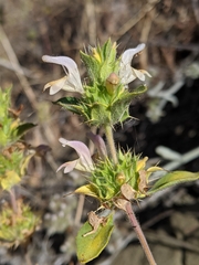 Acanthomintha lanceolata