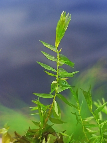Fontinalis hypnoides observed 2026-09-25