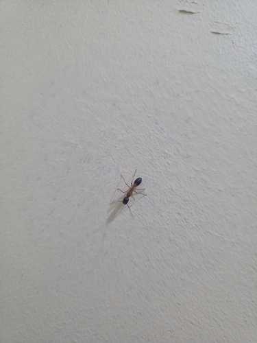 Banded Sugar Ant