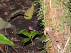Cithaerias cliftoni