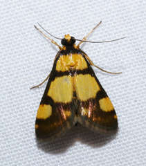 Deuterarcha xanthomela