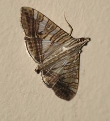 Glyphodes stolalis