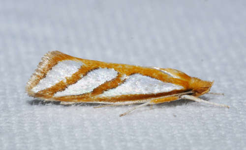 How to identify Thudaca obliquella Walker, 1864