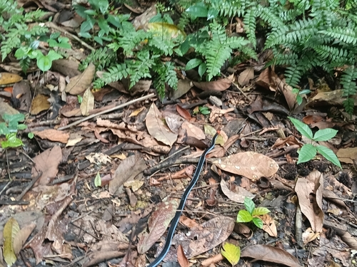 Calliophis bivirgatus observed 2026-09-28