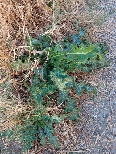 common golden thistle