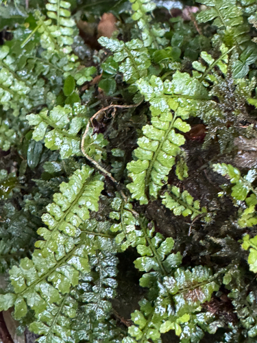 Arthropteris beckleri observed 2026-09-28