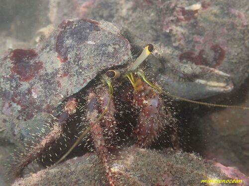 Dardanus lagopodes observed 2026-09-08